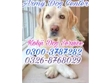 Army Dog Center Whacantt 0304-0763736