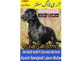 Army Dog Center Murree 03003787282