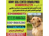 Army Dog Center gujar khan 03009195279 khoji dog center in gujar Khan 