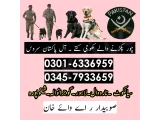 Khoji Dog Centre Hafizabad #03016336959