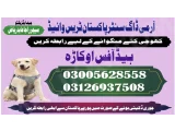 Army dog center okara 