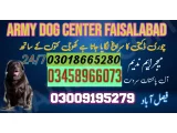 Army Dog Centre Rawalpindi 03009195279 khoji dog in Rawalpindi 