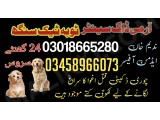 Army Dog Center Toba Tek Singh 03018665280 khoji dog center 