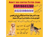 Army Dog Center Fateh Jang 03009780927 khoji dog center Fateh Jang 