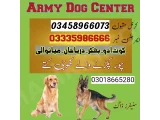 Army Dog Center bhakkar 03018665280 khoji dog center bhakkar 