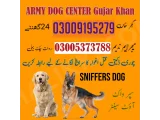 Army Dog Center gujar khan 03009195279 khoji dog center in gujar Khan 