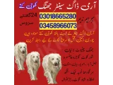 Army Dog Center shorkot 03335986666 khoji dog center shorkot 