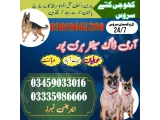 Army Dog Centre wahcantt 03458966073 khoji dog center wahcantt 