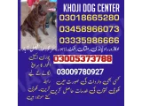 Army Dog Centre Attock 03018665280 khoji dog center Attock 