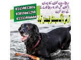 Army Dog Center Faisalabad 03005373788 khoji dog center 