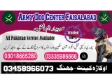 Army Dog Center Jhang 03458966073