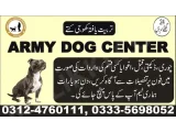 Army Dog Center Khanewal 03014171118