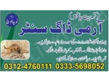 Army Dog Center Shorkot 03454760111