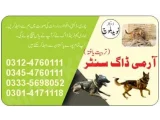 Army Dog Center layyah 03014171118