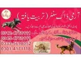 Army Dog Center Kasur 03335698052