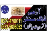 Army Dog Center layyah 03335698052