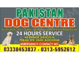 Army Dog Center Rawalpindi 03010054431