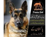 Army dog center malir Karachi 0320-9981763