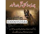 Army Dog Center Port Qasim Karachi 0300-6953544