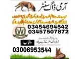 Army Dog Center Okara 0345-7507872