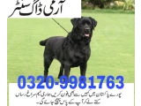 Army dog center Karachi 0300-6953544