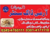 Army Dog Center Muzaffargarh 03335698052