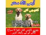 Army dog center pindi gheb 03457512069