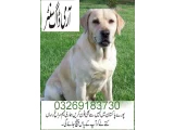 Army dog center okara 0345-4694542