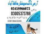 Army Dog Center sadiqabad 03009780927in 2024