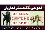 Khoji Dog In Kharian Cantt #03005454118 ! Khoji kutta Kharian Gujrat M