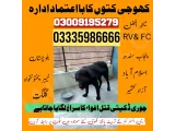 Army Dog Center jacobabad03018665280 in 2024