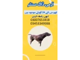 Army Dog Center Jhang 0344784546