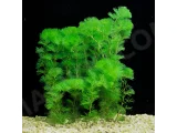 Aquarium Plants